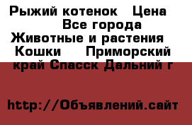 Рыжий котенок › Цена ­ 1 - Все города Животные и растения » Кошки   . Приморский край,Спасск-Дальний г.